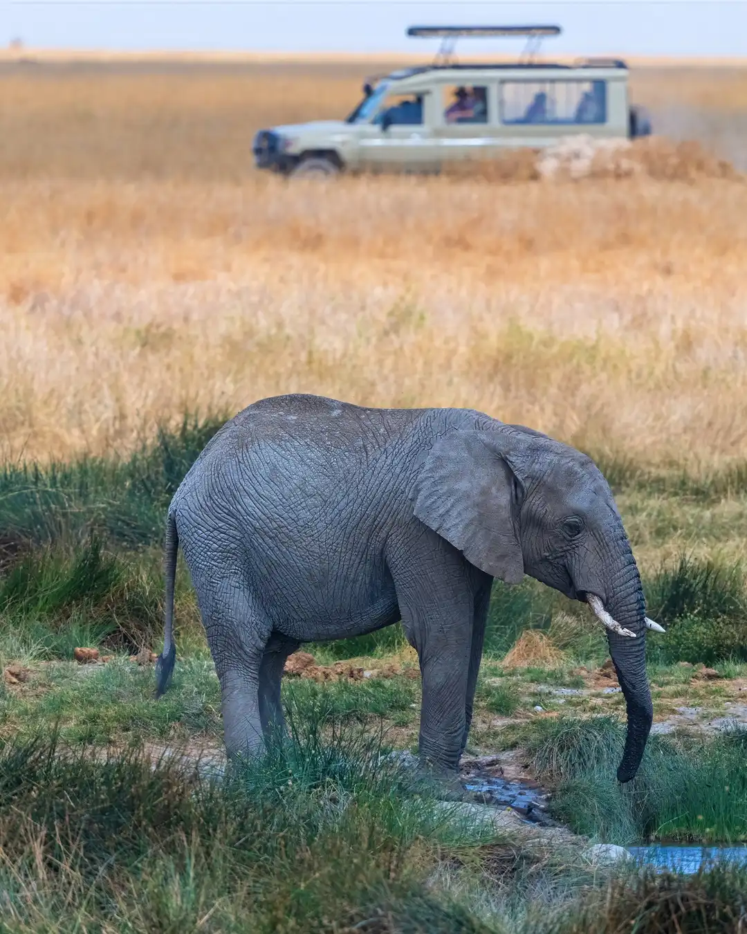 Northern Circuit Safari Guide