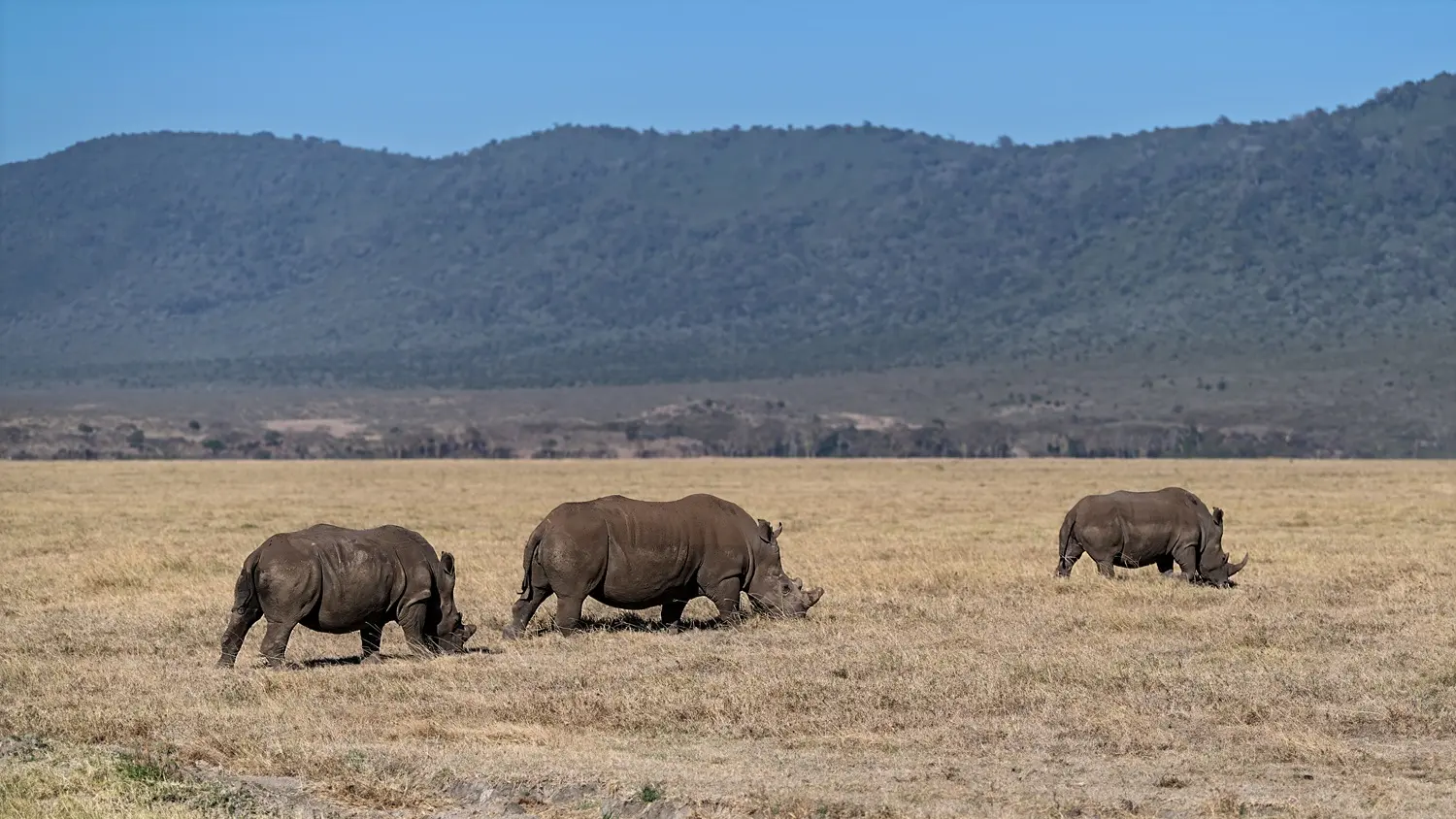Ngorongoro Crater — Wildlife in the Caldera