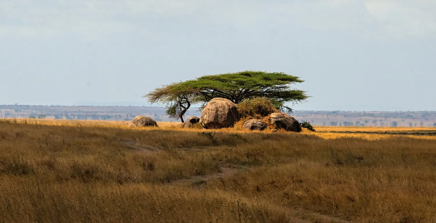 Serengeti — The Main Safari Experience