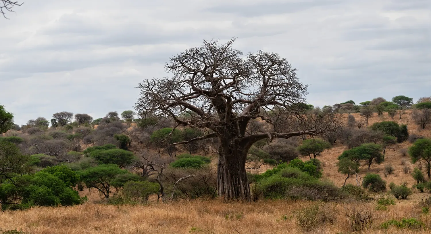 Tarangire — Elephants & Baobabs