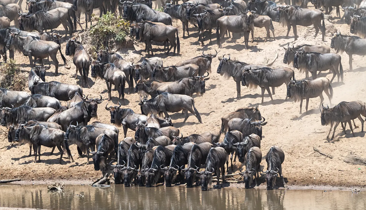 Best Time to Visit Serengeti