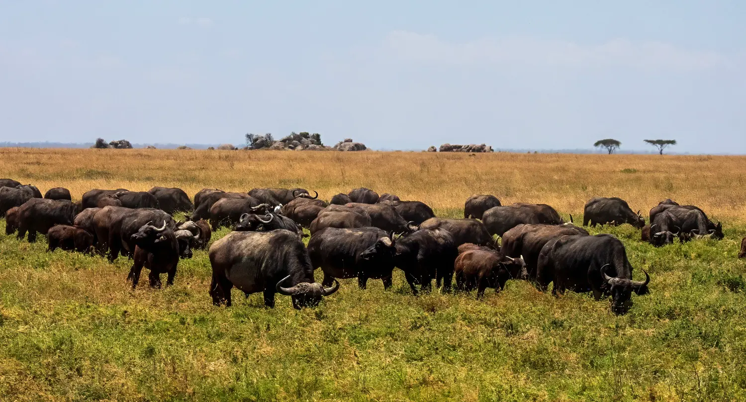 Wildlife in Serengeti