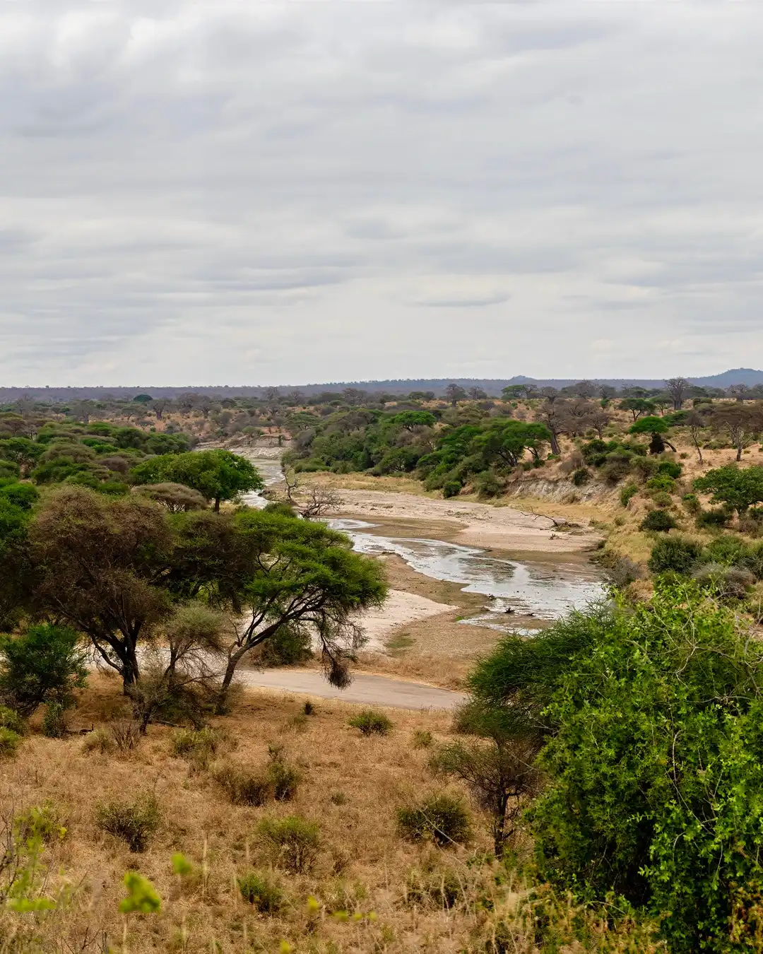 Tarangire National Park Guide