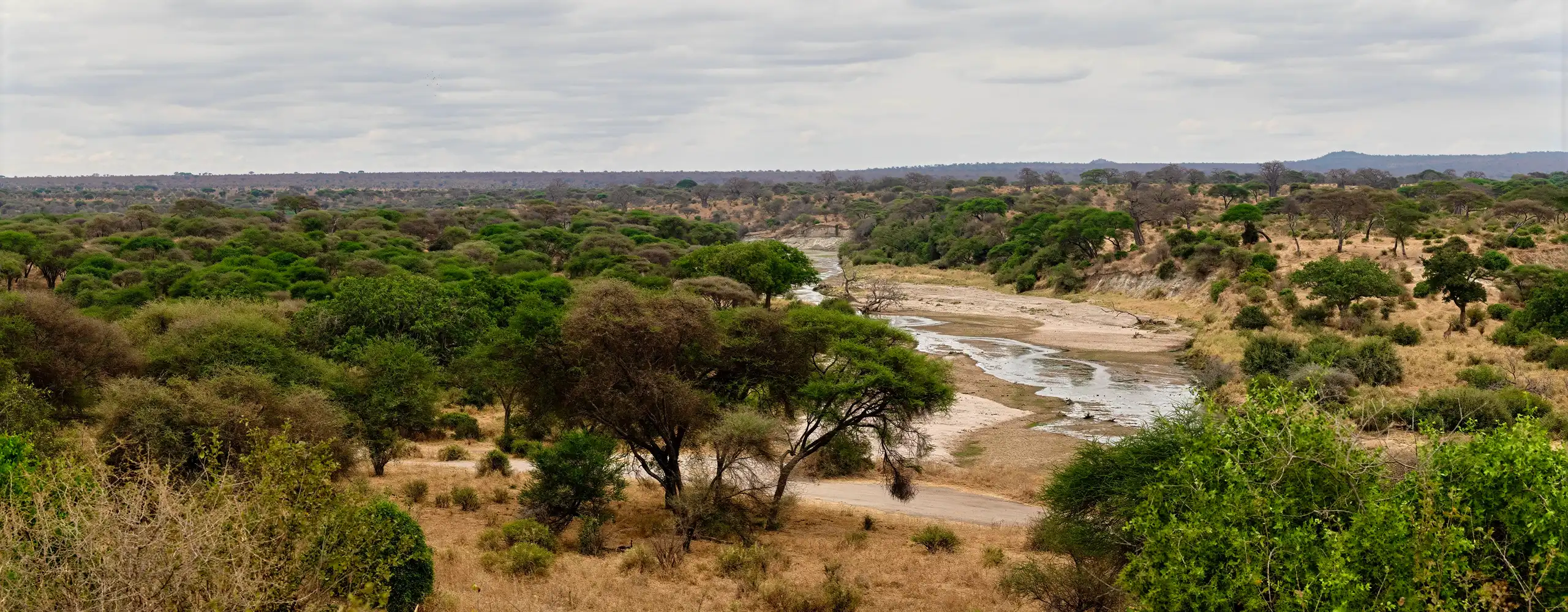 Tarangire National Park Guide