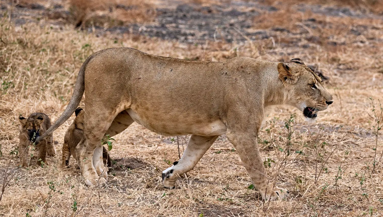 Lions, Leopards & Other Predators