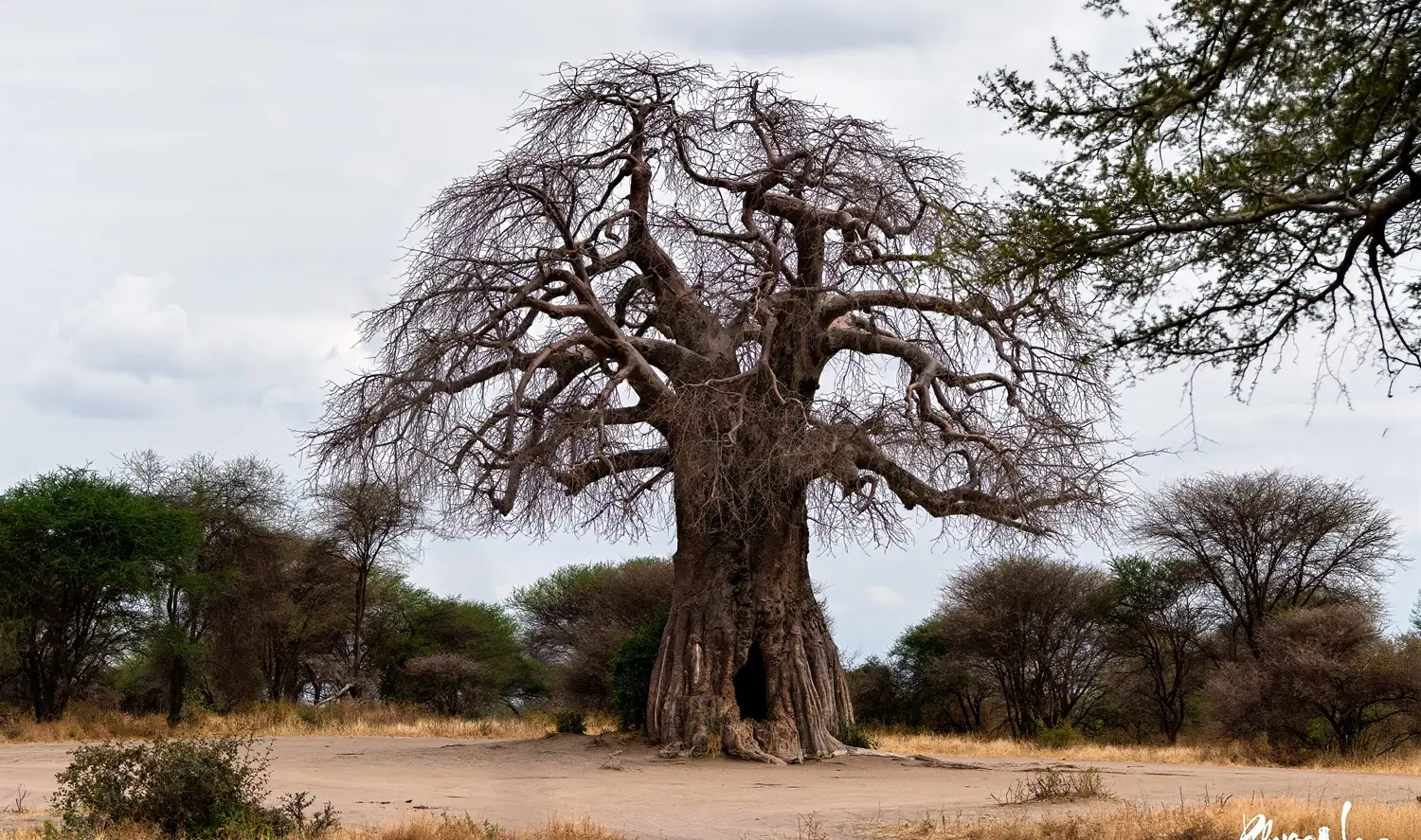 What Makes Tarangire Special?