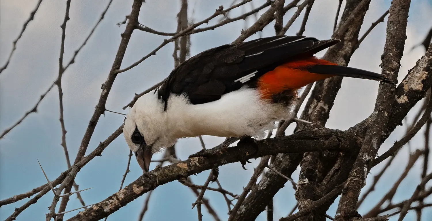 Birdwatching in Tarangire