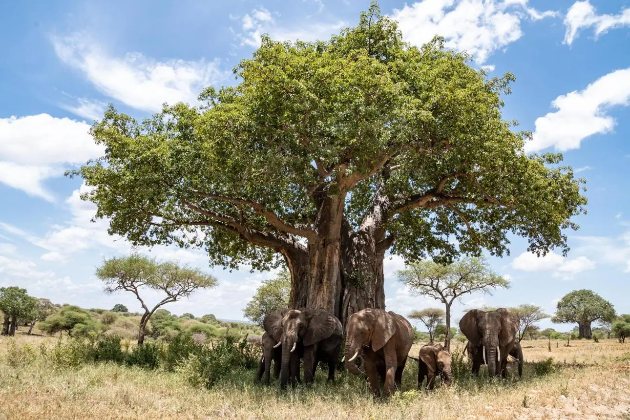 Elephants & Baobabs