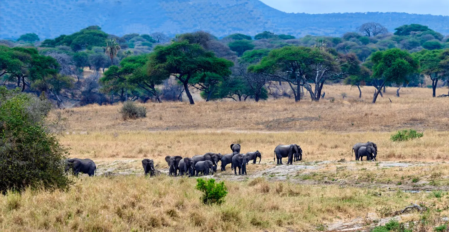 Tarangire National Park Overview