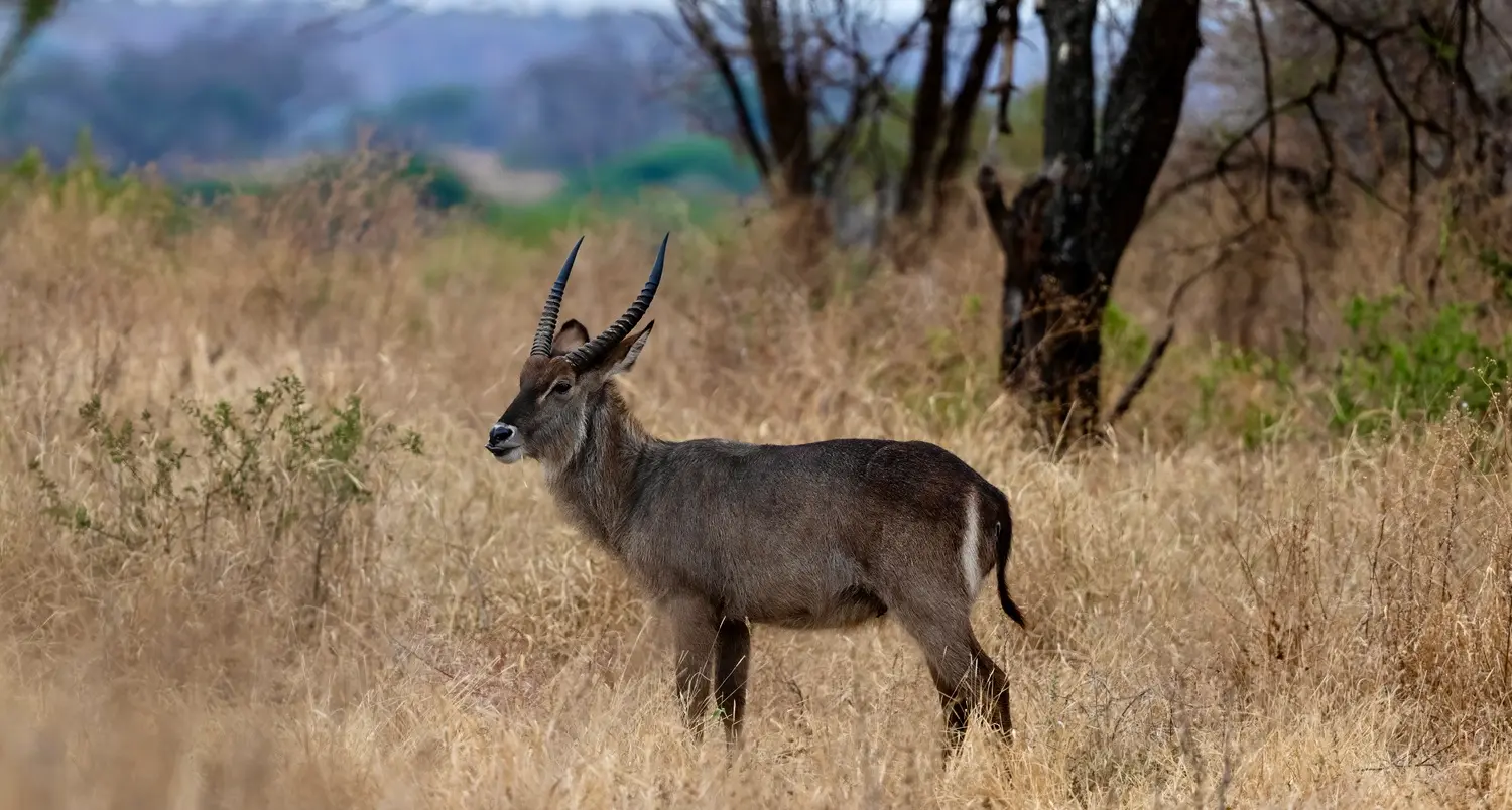 Wildlife in Tarangire