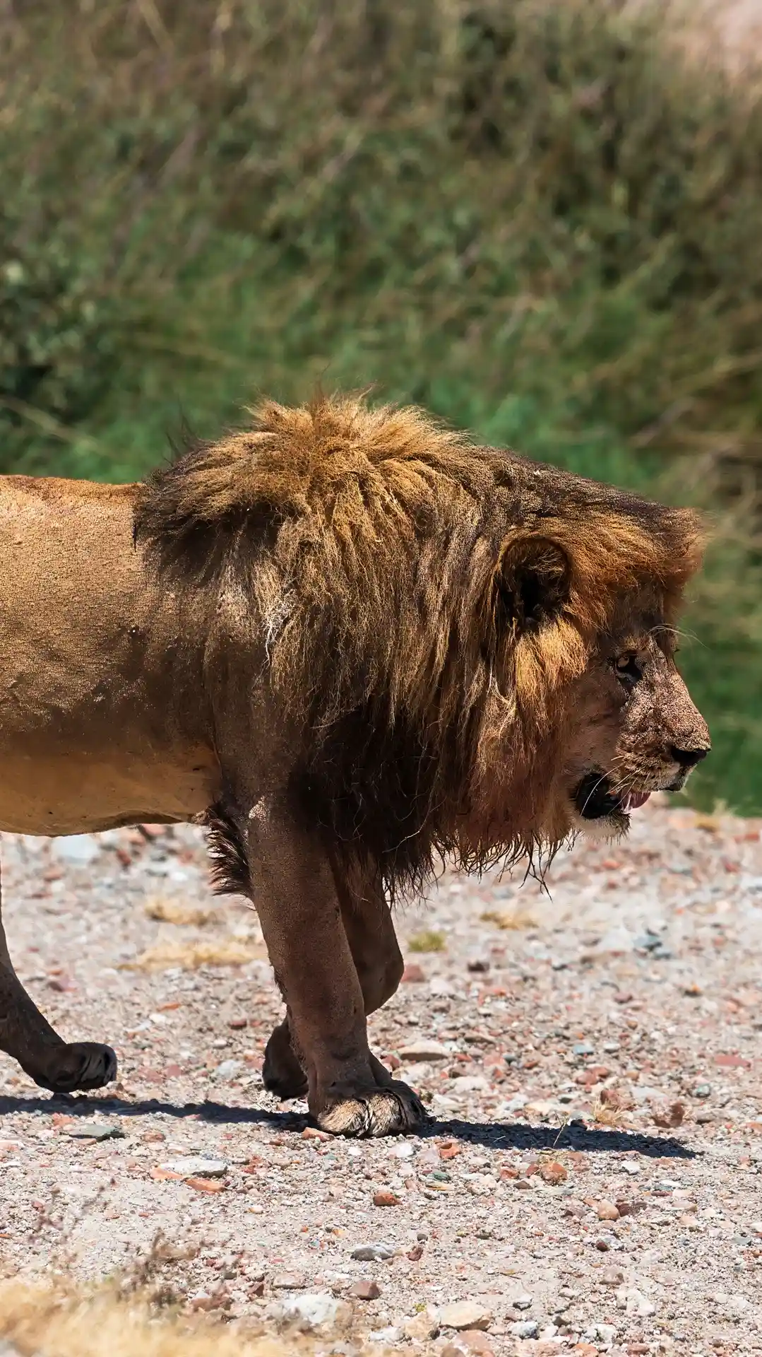 Northern Circuit safari landscapes — Tarangire, Manyara, Serengeti and Ngorongoro