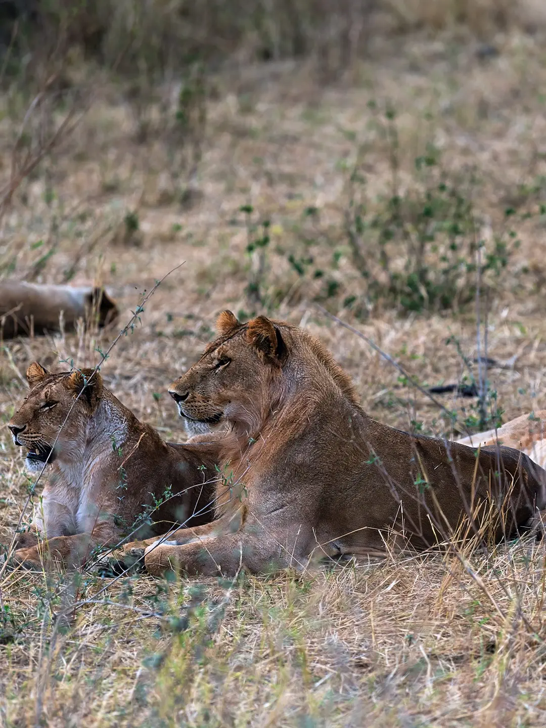 Safaris