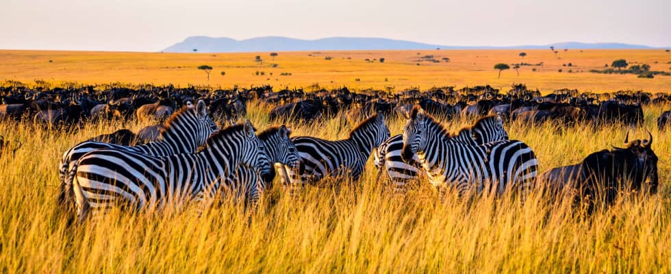 Topy Tours