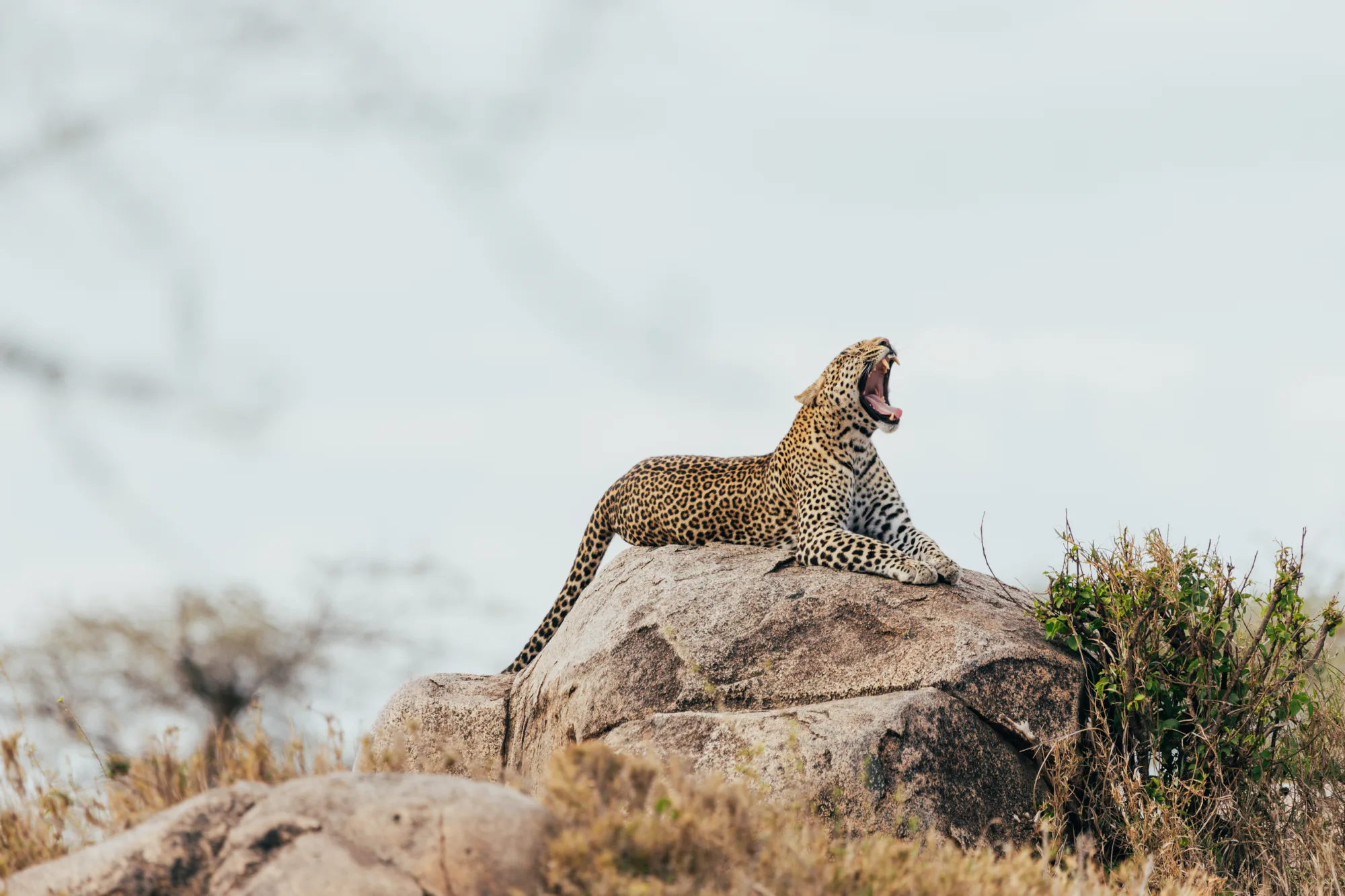 8-Day Great Migration, Big-5 & Cultural Tour