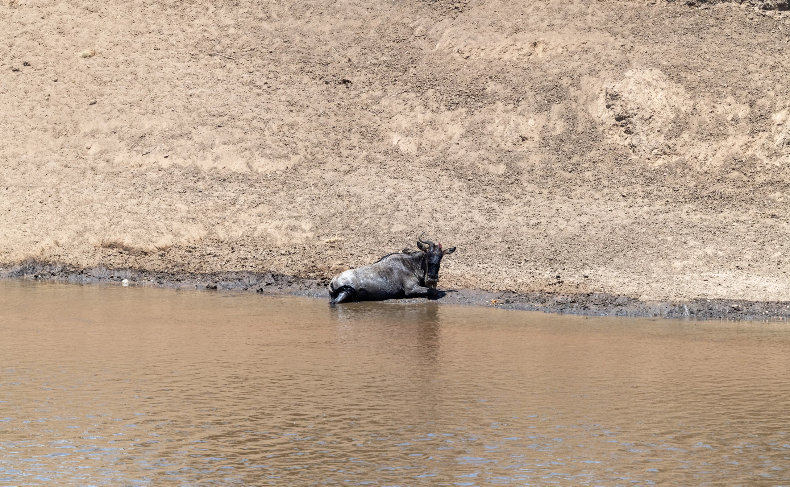 8-Day Awe-Inspiring Great Migration Safari