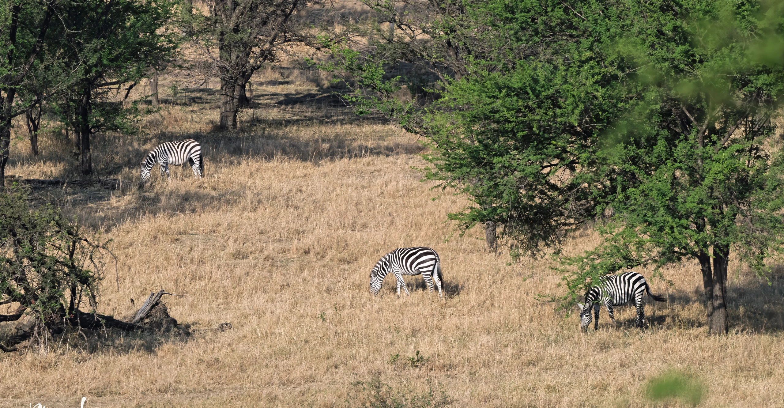 6-Day Classic Wilderness Safari