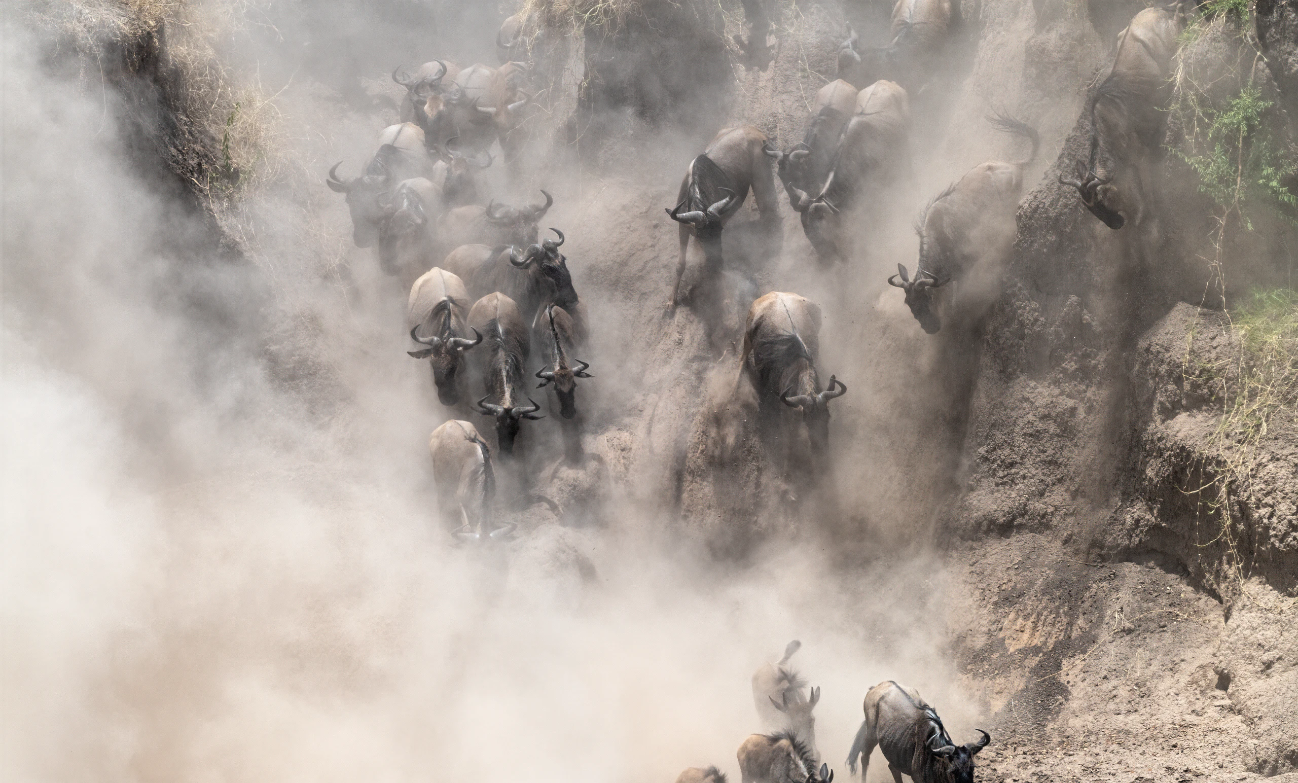 8-Day Awe-Inspiring Great Migration Safari