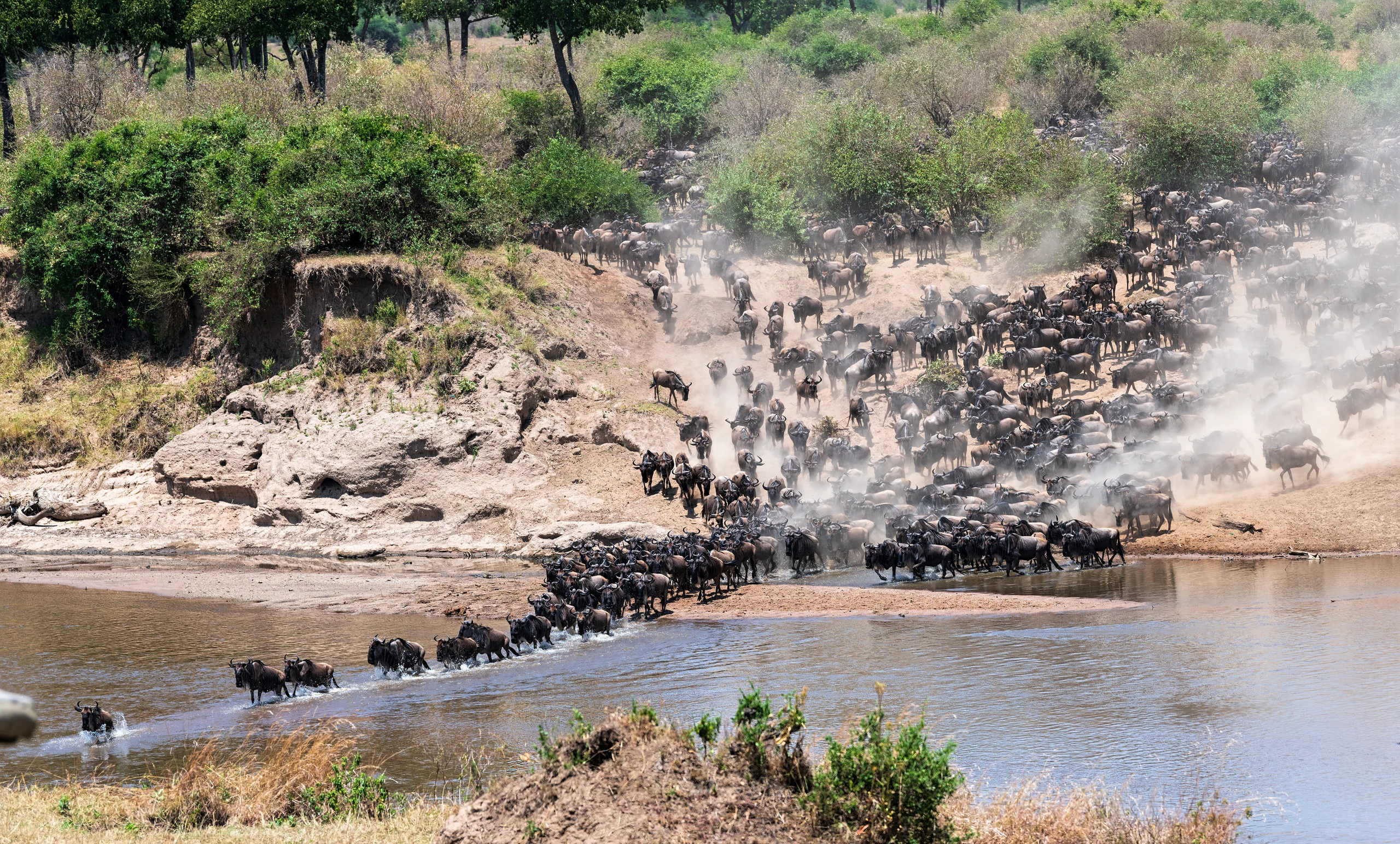 8-Day Awe-Inspiring Great Migration Safari