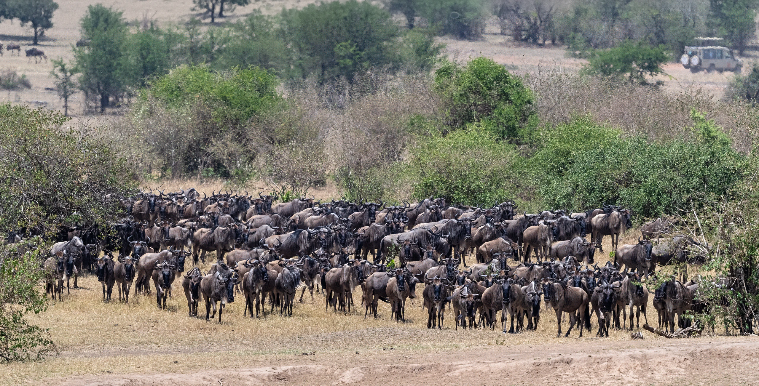 10-Day Great Migration Safari (Witness Mara-Crossing)