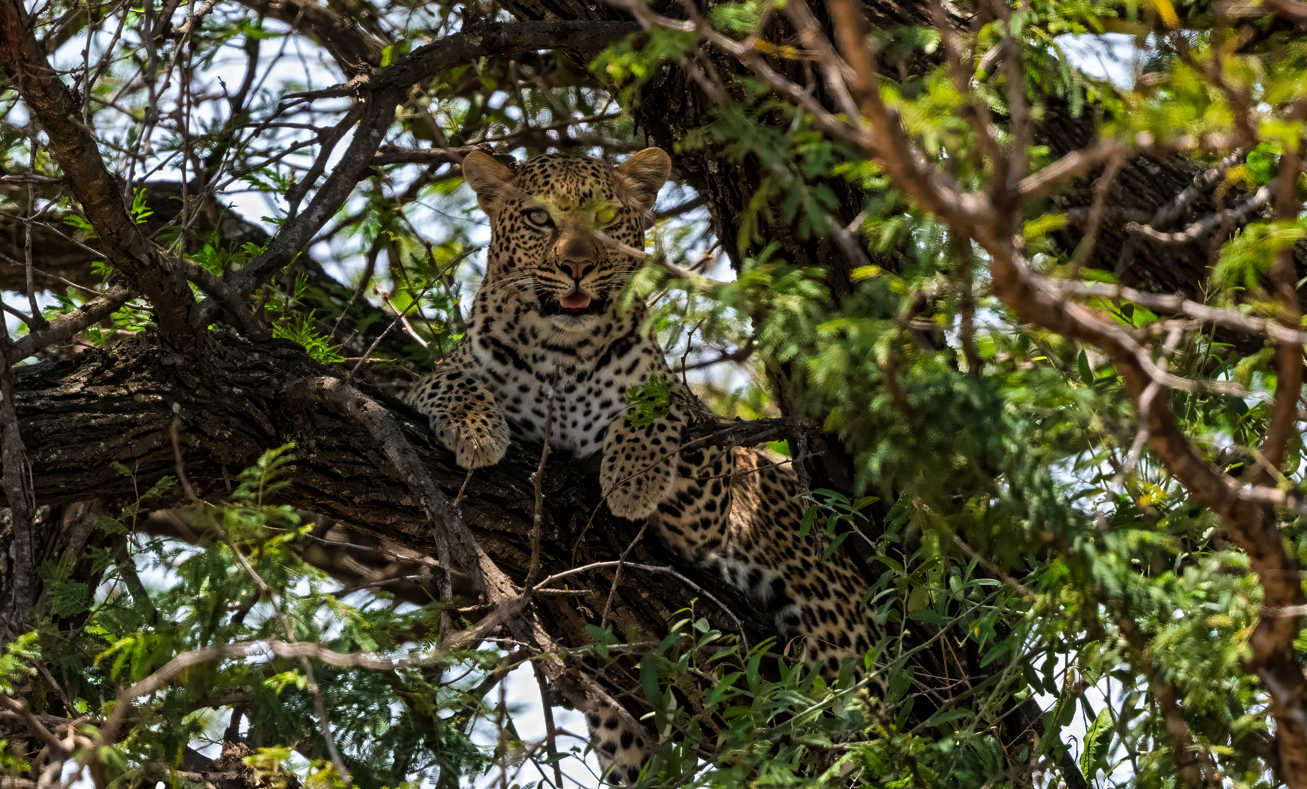 5-Day Top-Notch Wildlife Safari Expedition