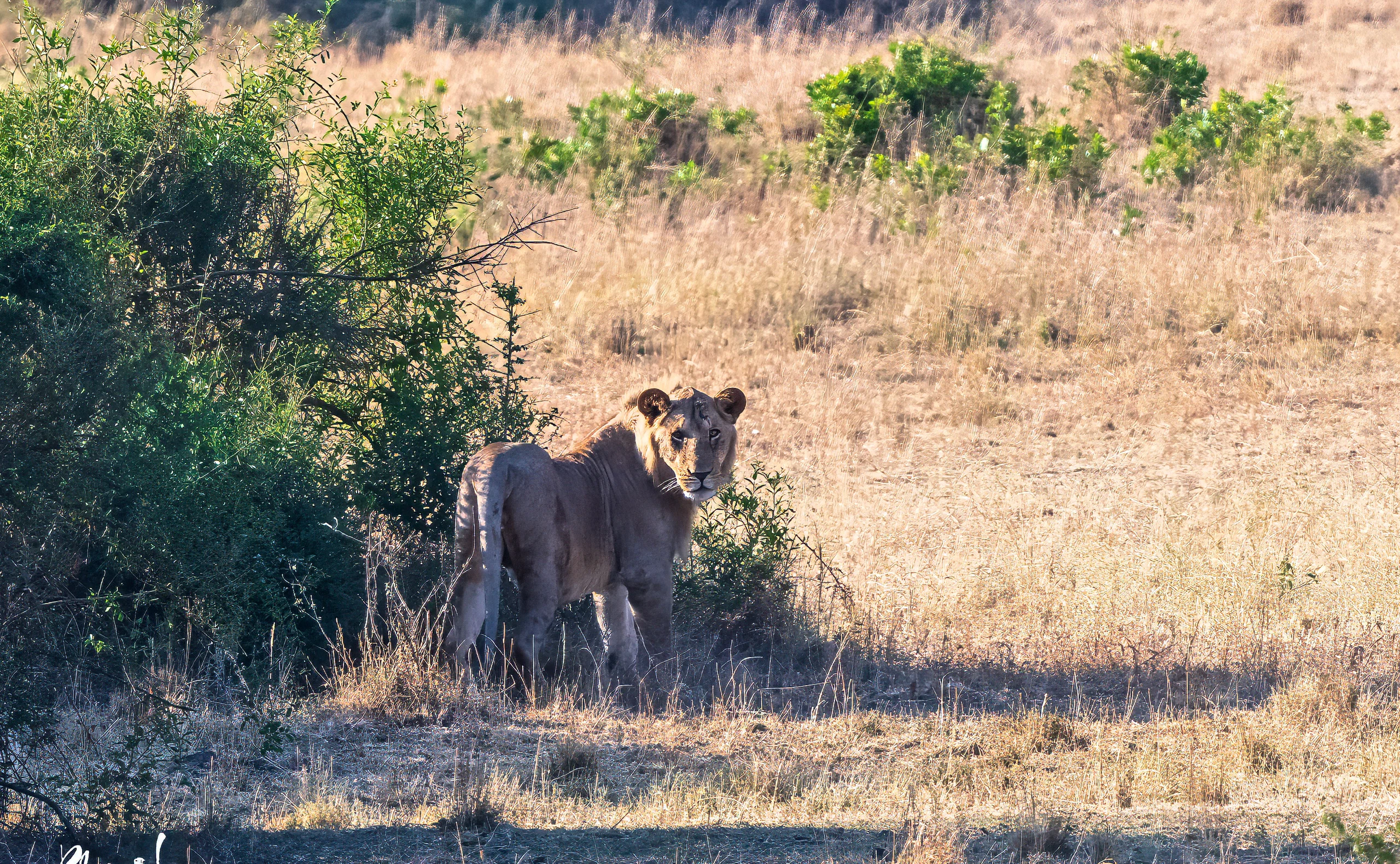 8-Day Great Migration, Big-5 & Cultural Tour