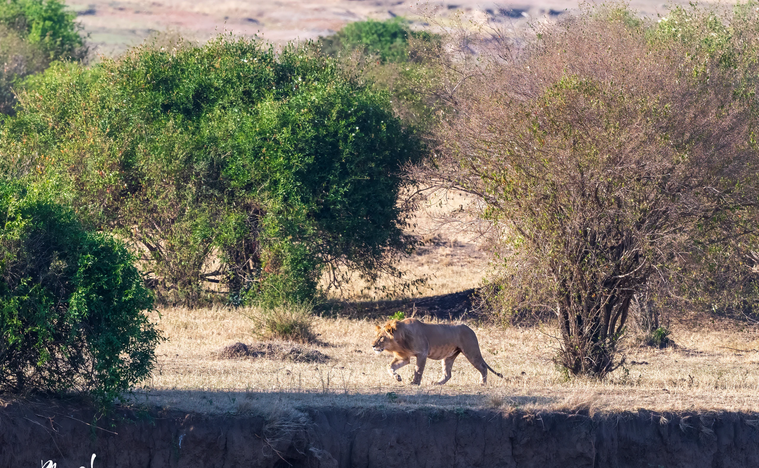 10-Day Great Migration Safari (Witness Mara-Crossing)