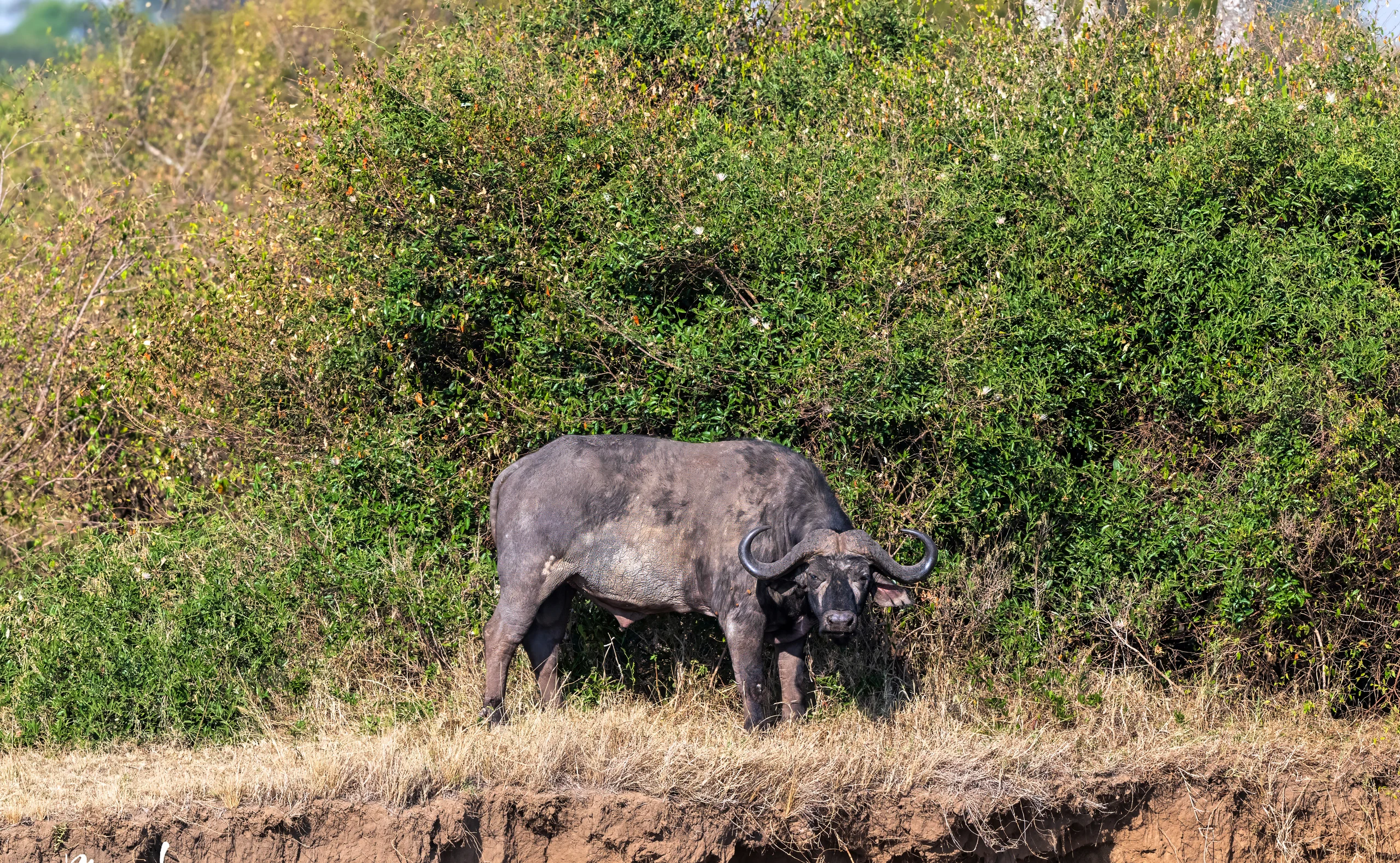 7-Day Multidimensional Safari Adventure