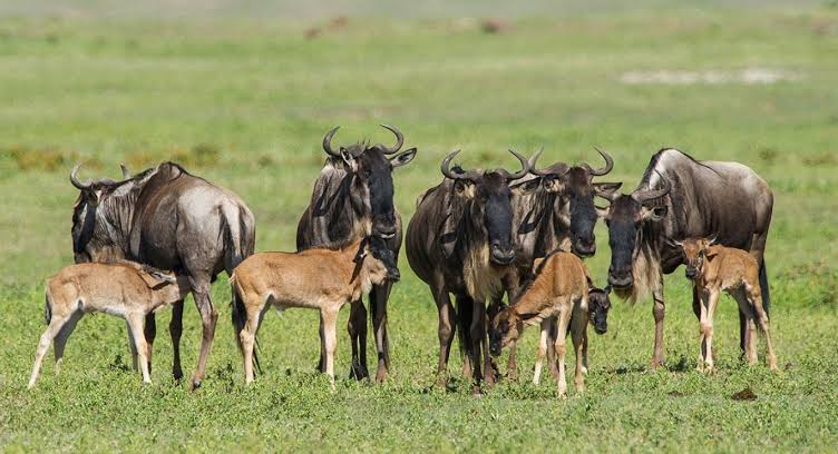 8-Day Cradle of the Migration-Calving Season (Dec - Mar)