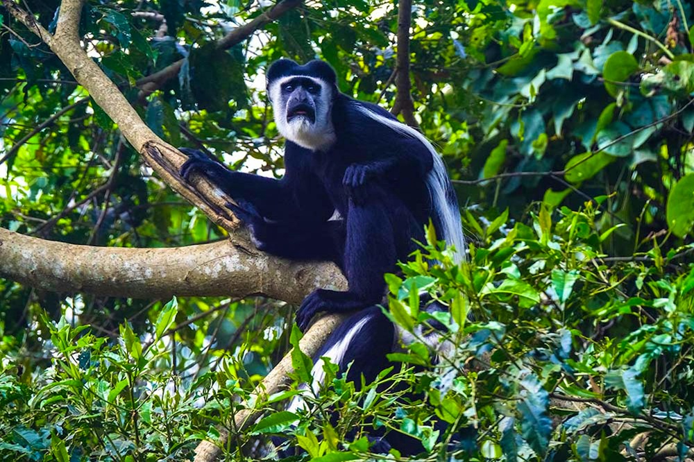 Mount Kilimanjaro Hike (Day Tour)