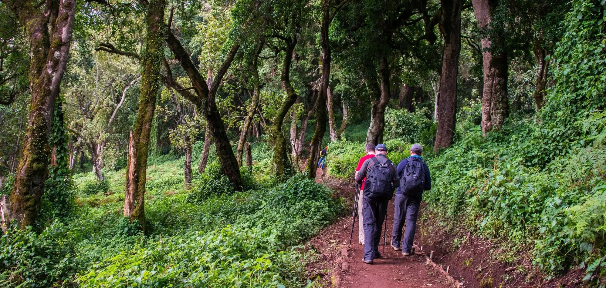 Mount Kilimanjaro Hike (Day Tour)