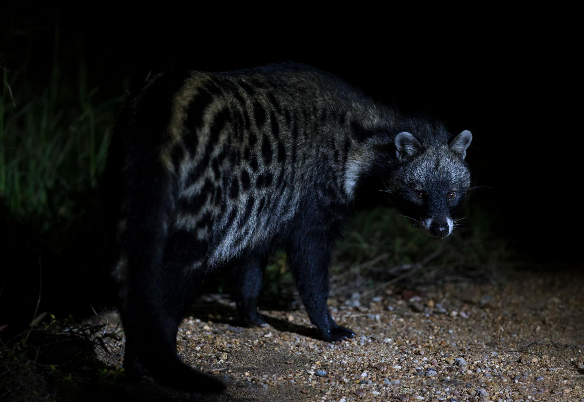 Night Game Drives In Lake Manyara