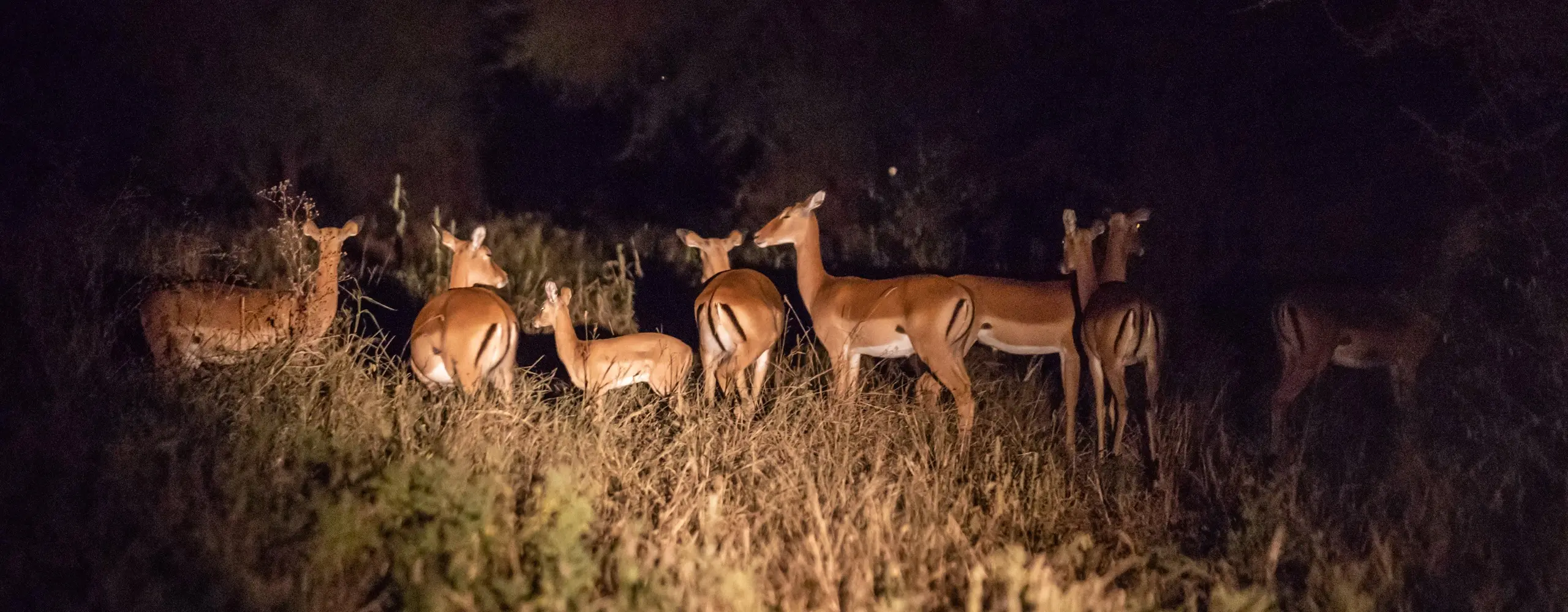 Night Game Drives In Lake Manyara