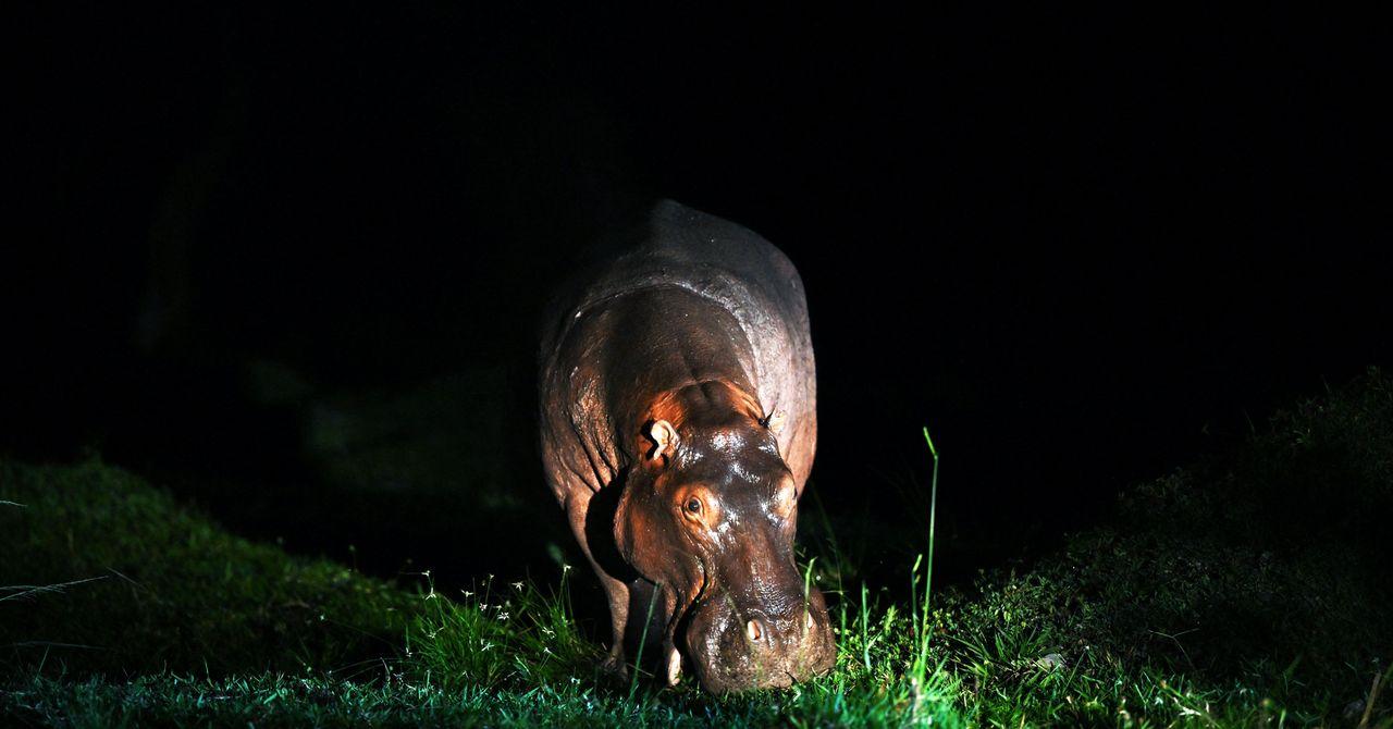 Night Game Drives In Lake Manyara