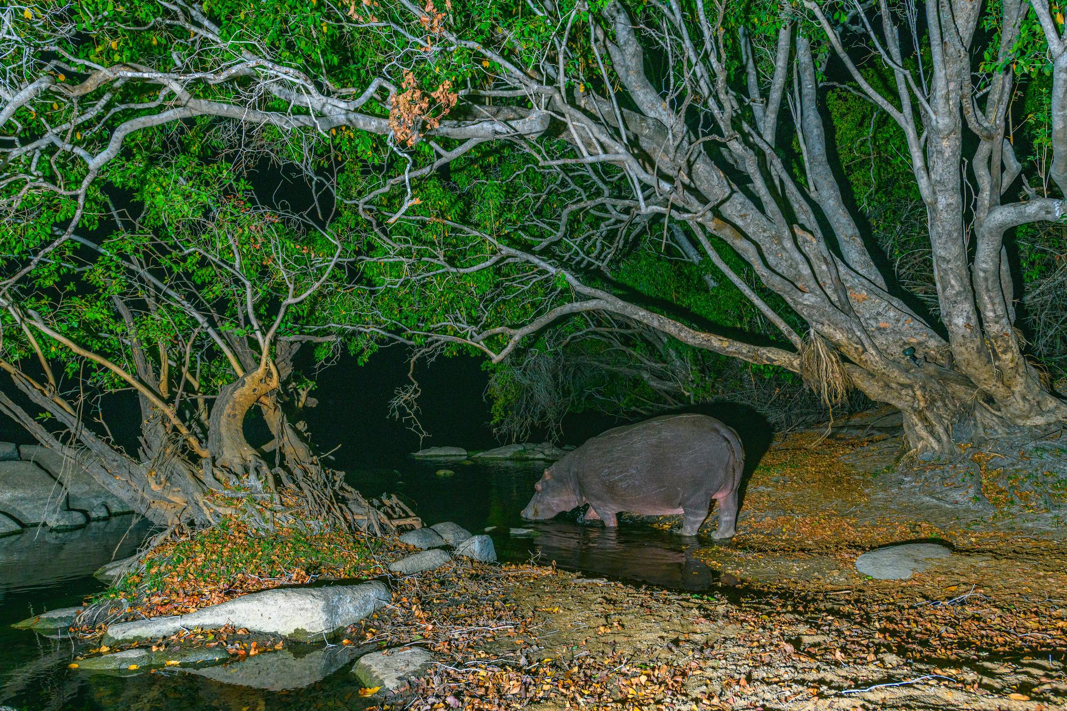 Night Game Drives In Lake Manyara