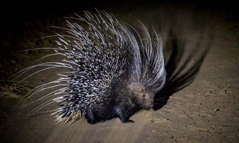 Night Game Drives In Lake Manyara