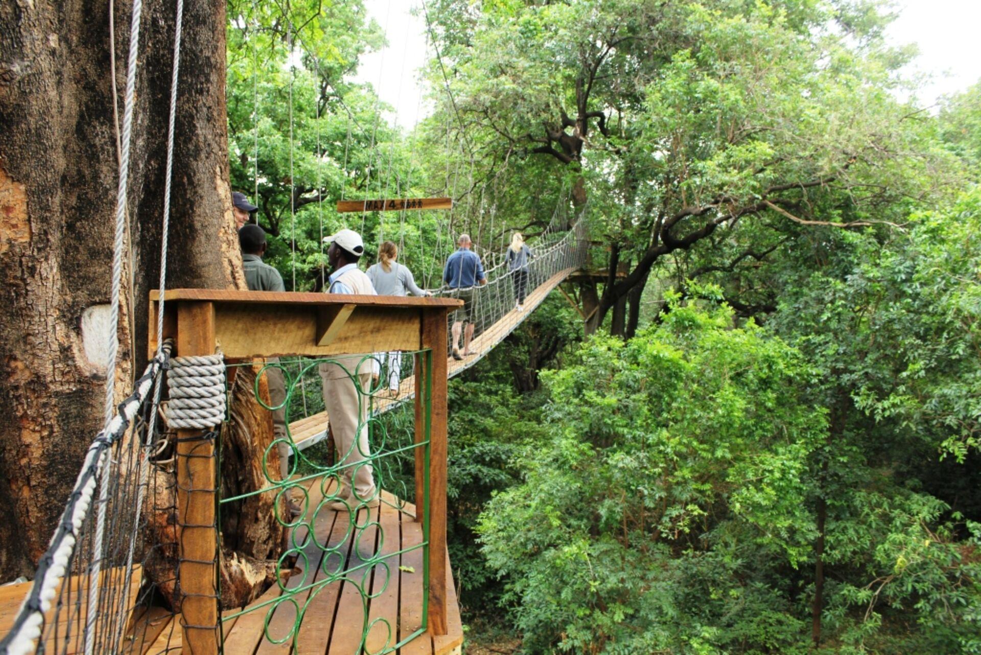 Treetop Walk In Lake Manyara