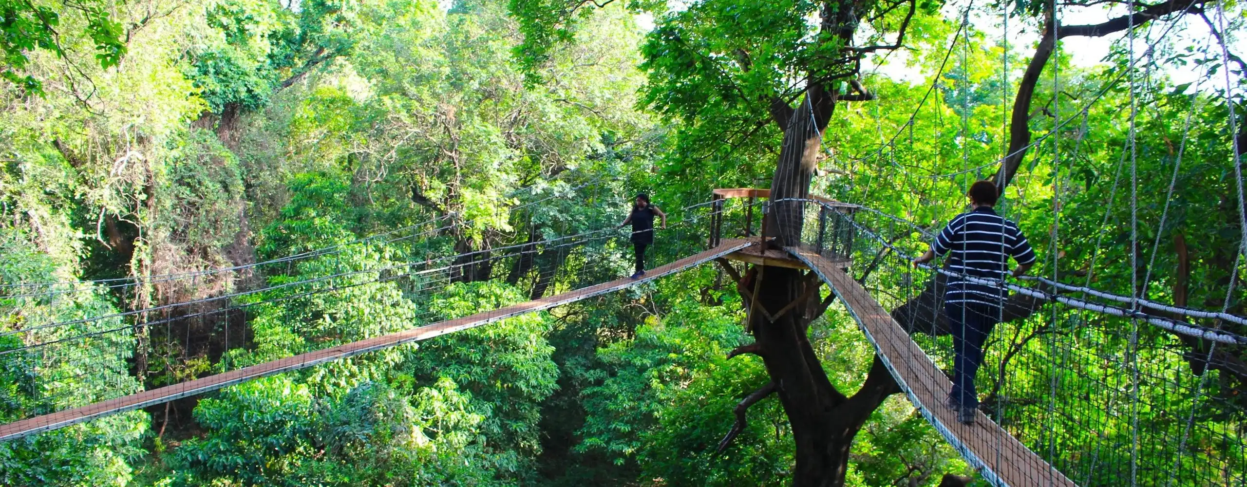 Treetop Walk In Lake Manyara