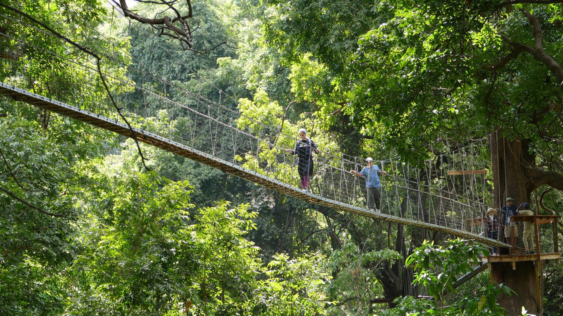 Treetop Walk In Lake Manyara
