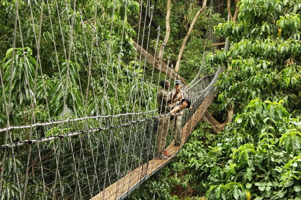 Treetop Walk In Lake Manyara
