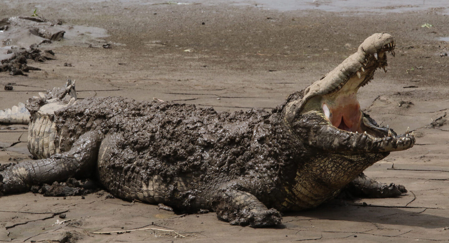 8-Day Awe-Inspiring Great Migration Safari