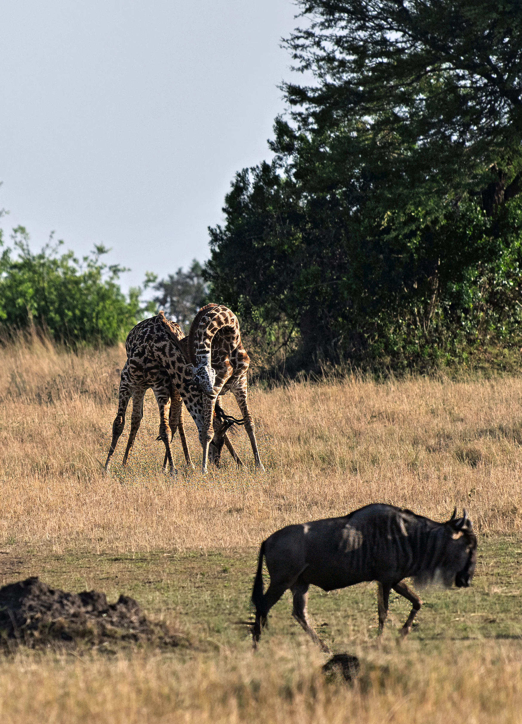 5-Day Predator & Prey - Calving Season (Dec-Mar)
