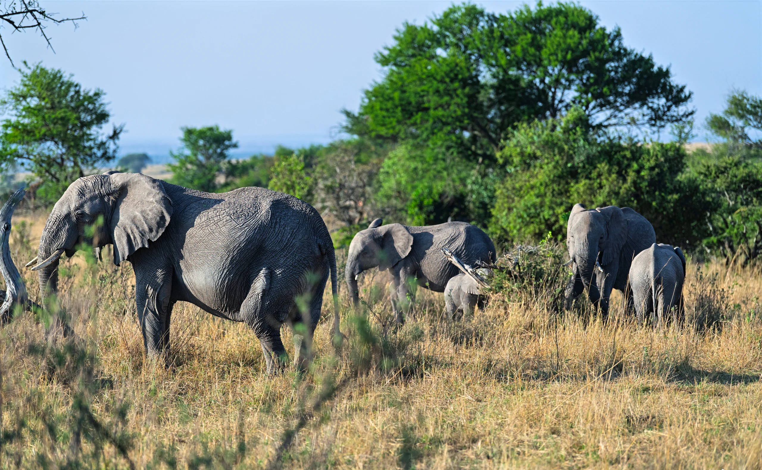 5-Day Predator & Prey - Calving Season (Dec-Mar)