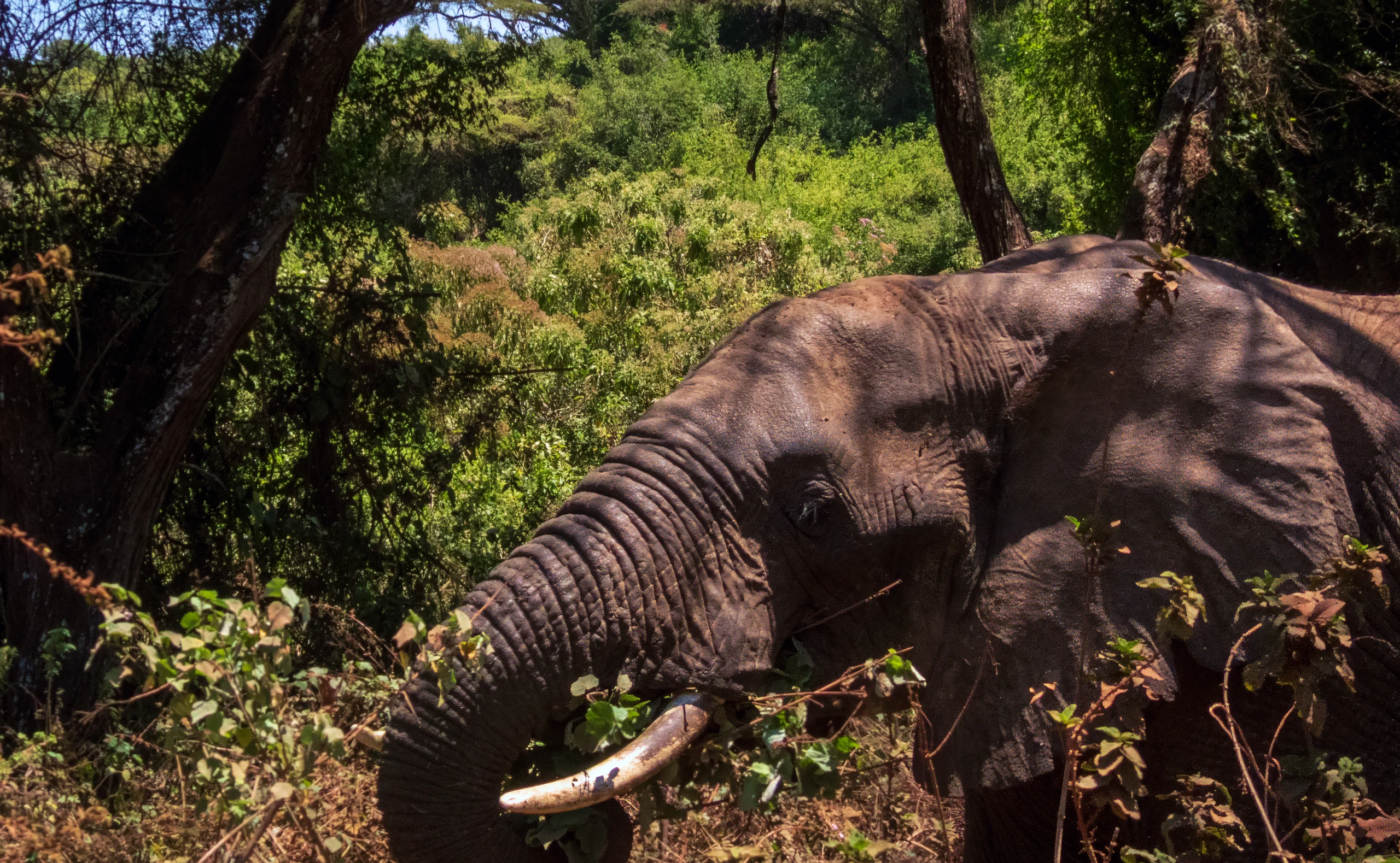 8-Day Great Migration, Big-5 & Cultural Tour