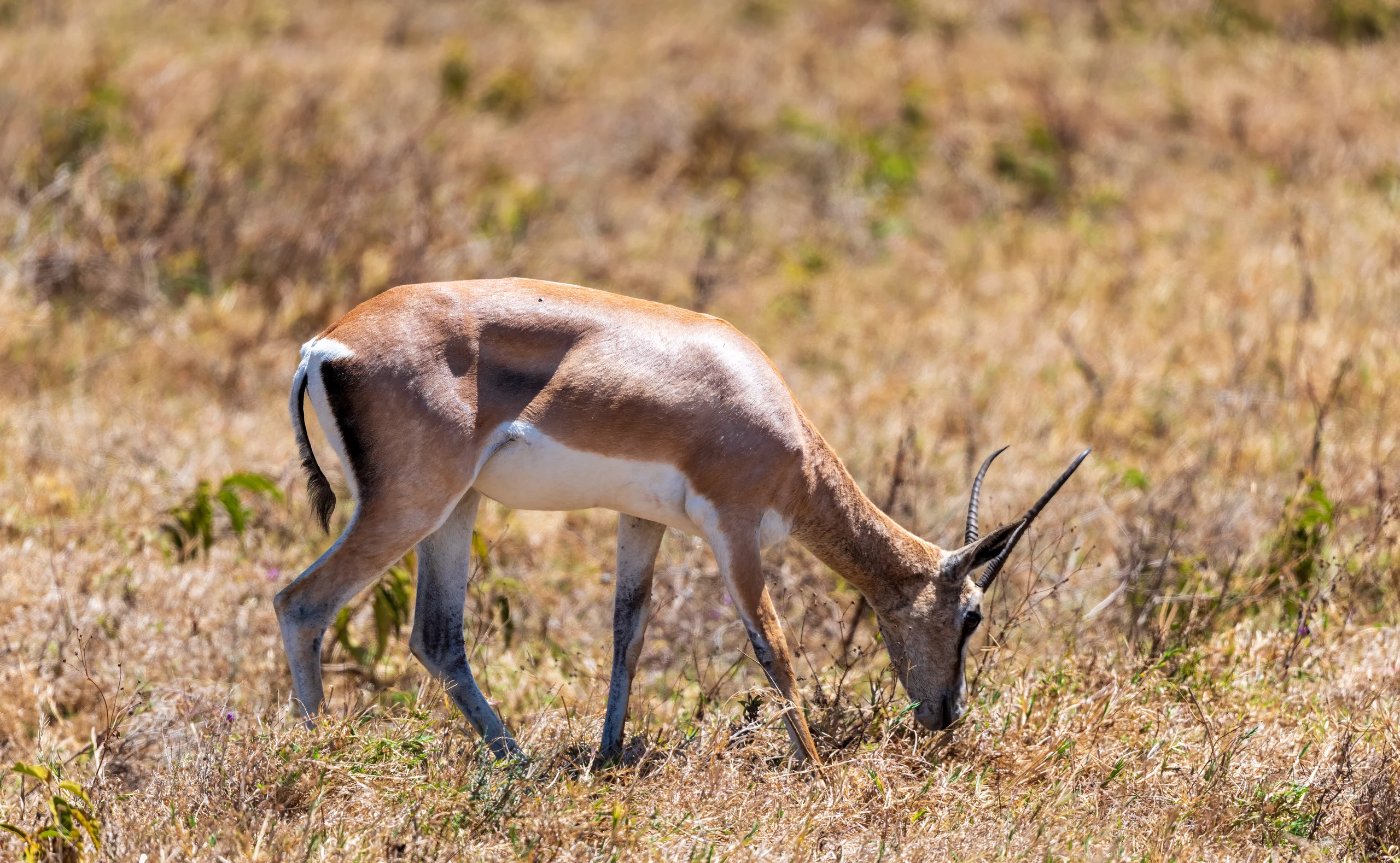 8-Day Great Migration, Big-5 & Cultural Tour