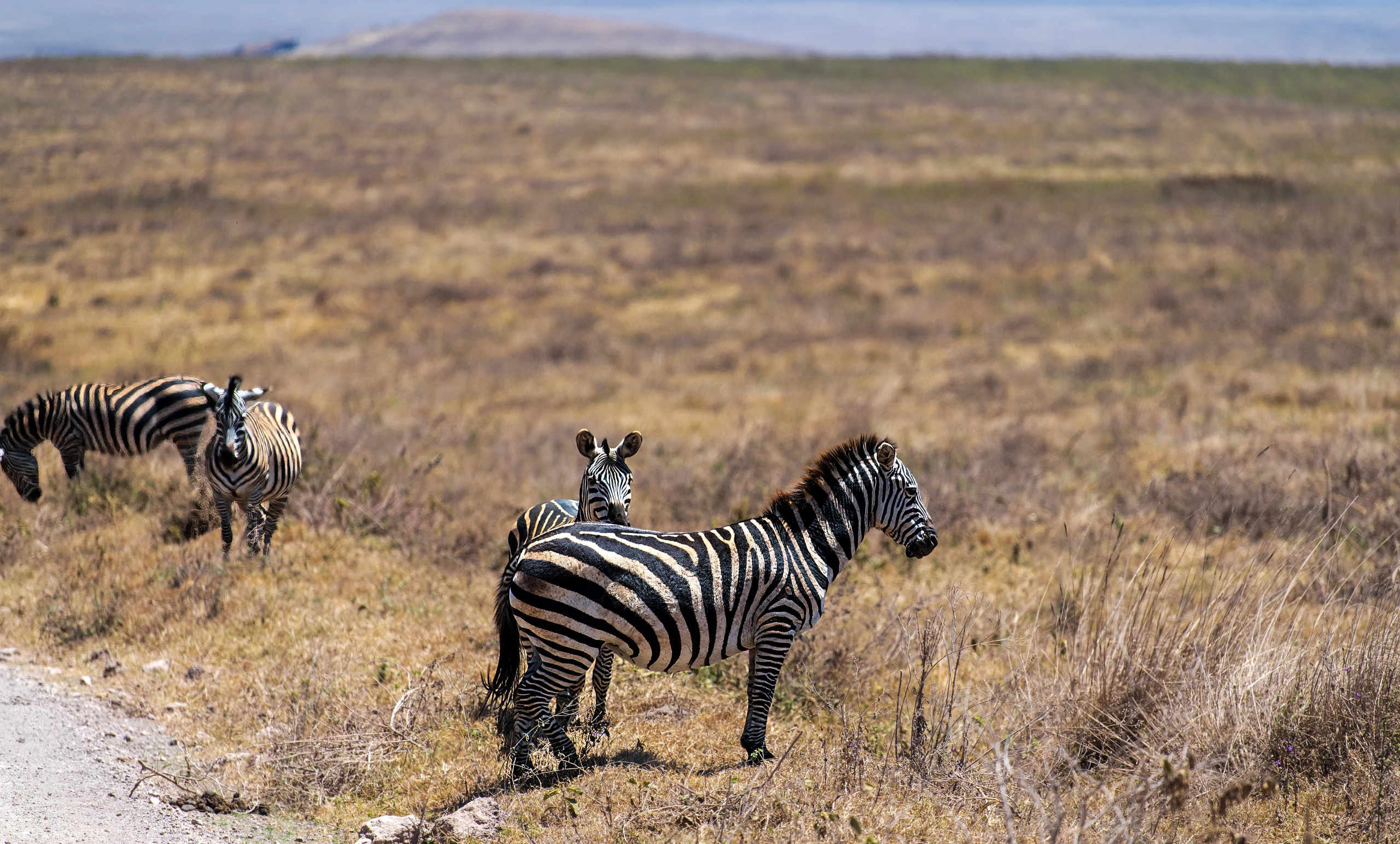 8-Day Classic Wildlife Safari Adventure