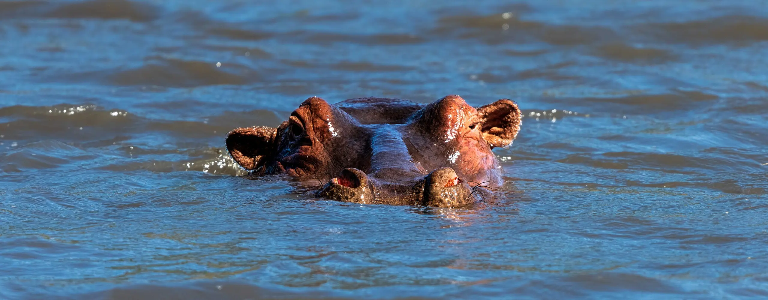 7-Day Epic Wildlife Journey in Tanzania