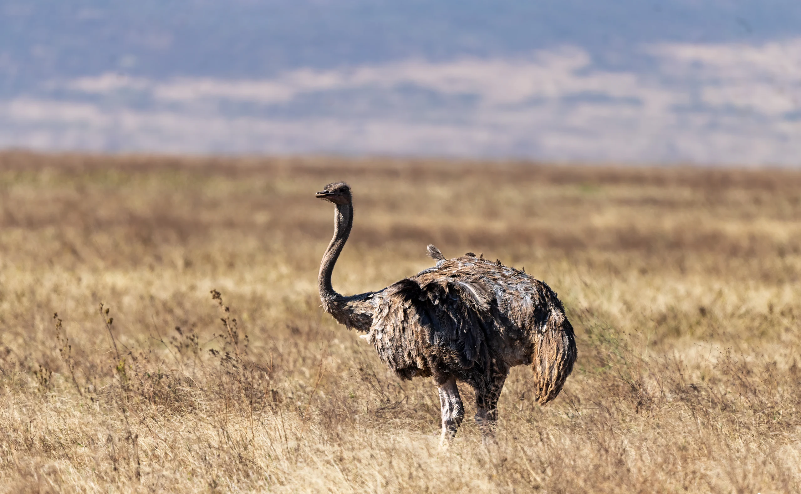 6-Day Safari on Foot & Wheels