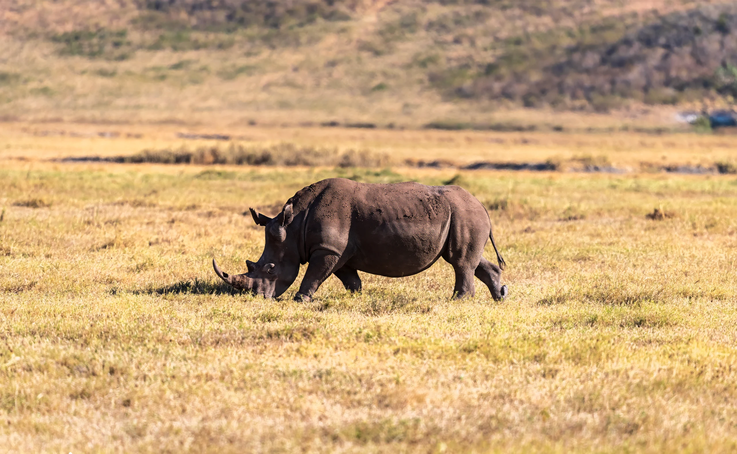 6-Day Luxury Safari Adventure in Tanzania