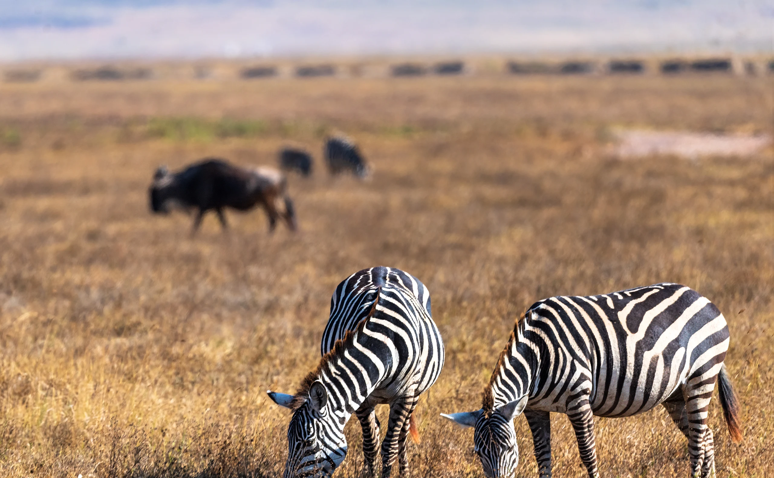 3-Day Wildlife & Kilimanjaro Excursion