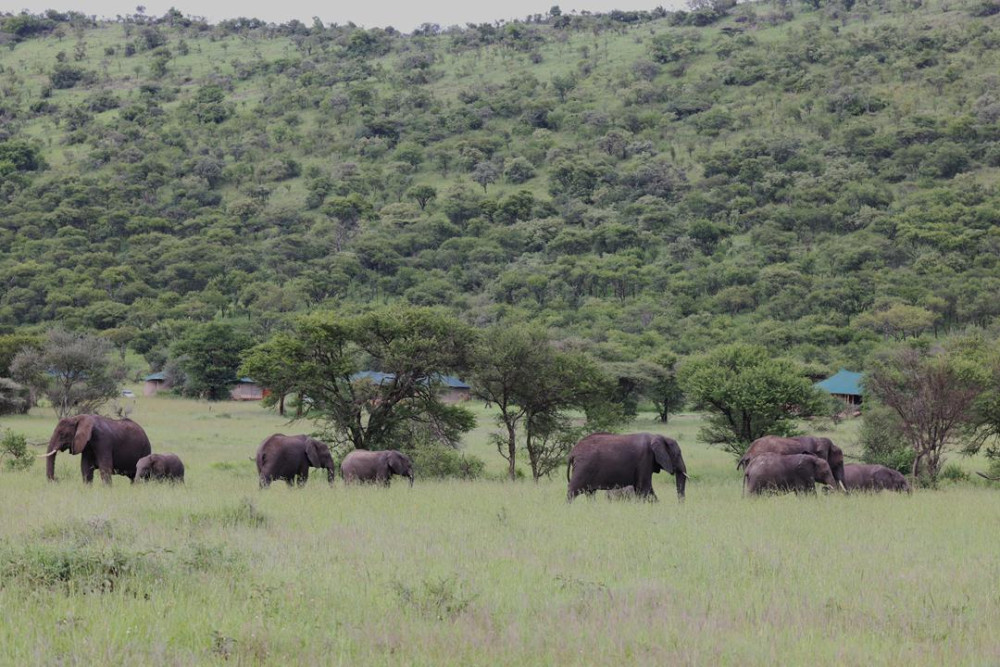 Safari Haven Serengeti Camp 7